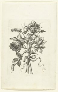 Tres flores, incluyendo un narciso y un clavel. Novae Florum Icones (título de la serie) de Anonymous