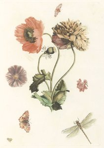Tres amapolas, dos mariposas, una mosca y una libélula