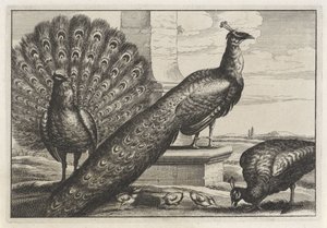 tres pavos reales Especies de Diversae avium (título de la serie) Aves diferentes (título de la serie) de Anonymous