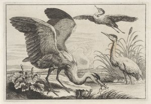 tres garzas Especies de Diversae avium (título de la serie) Aves diferentes (título de la serie) de Anonymous