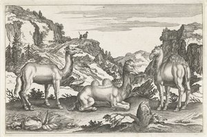 Dromedarios y un camello Animales de cuatro patas (título de la serie) Animalivm Qvaddrvpedvm (título de la serie)
