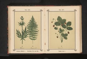 Valeriana común y una rama de helecho macho
Valeriana officinalis L. Polystichum Filix mas Roth (título en el objeto)