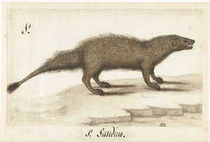 Egyptische ichneumon
Herpestes ichneumon / Sandino / Mangosta egipcia (título del objeto)
Álbum lombardo (título de la serie) de Anonymous