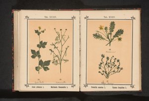 La uña amarilla y la manzanilla verdadera
Geum urbanum L. Matricaria Chamomilla L. (título del objeto)