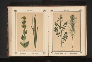 Genciana amarilla y cálamo
Gentiana lutea L. Acorus Calamus L. (título del objeto)