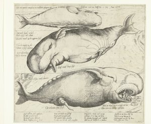 Ballena varada cerca de Amberes, 1577 True ung eigentliche contrafactur eines wallfisches gefangen in der scheldt nitt weit von Antorff Am 2 de julio. Anno 1577 (título sobre objeto) de Anonymous