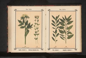 Angélica común y centauro verdadero
Angelica silvestris L. Erythraea Centaurium Pers (título en el objeto)