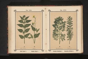 Ortiga grande y colza
Urtica dioica L. Brassica Napus L. (título del objeto)