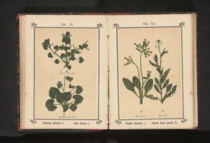 Prímula dorada y bolsa de pastor
Primula officinalis L. Capsella Bursa pastoris M. (título del objeto)