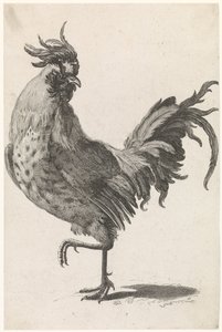 Gallo caminando a la izquierda, mirando hacia la derecha de Anonymous