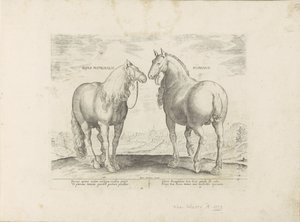 Hengst en merrie uit Roma El caballo romano (título sobre objeto) Paardenrassen uit de Koninklijke stallen van Don Juan van Oostenrijk (título de la serie) Un establo, en el que se encuentra la más noble de todas las razas: distinguido por el carácter de l de Anonymous