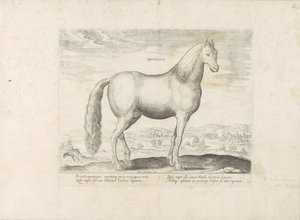Hengst envió a Anatolië (título en el objeto) Paardenrassen uit de Koninklijke stallen van Don Juan van Oostenrijk (título de la serie) Un caballo, en el que es el más noble de todos los tipos: un personaje distinguido de caballos de diversas partes del mu