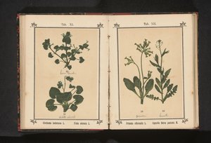 Hierba de los perros y un pensamiento de marcha
Glechoma hederacea L. Viola odorata L. (título del objeto)