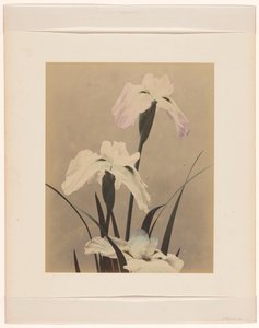 iris de Anonymous
