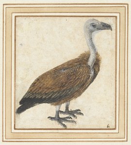 Joven buitre leonado (Gyps fulvus) de Anonymous