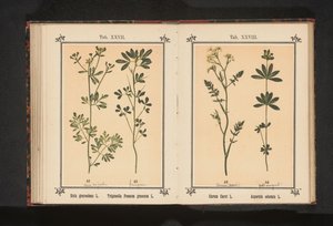 Alcaravea y castañuela
Carum Carvi L. Asperula odorata L. (título del objeto)