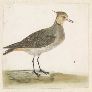 Avefría