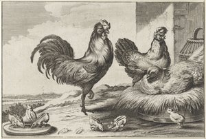 Gallina, gallos y pollitos Especies de Diversae avium (título de la serie) Aves diferentes (título de la serie)