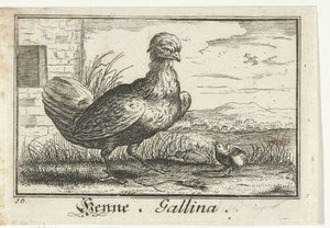 pollo con pollito Henna, Gallina. (título en el objeto) de Anonymous