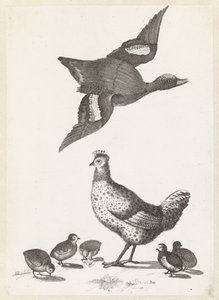 Pollo con cinco pollitos y un pato volando hacia la derecha. de Anonymous