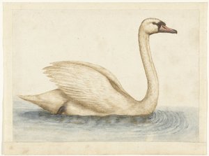 Cisne vulgar
Álbum Lombardo (título de la serie) de Anonymous