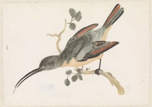 Colibrí en una rama a la izquierda de Anonymous