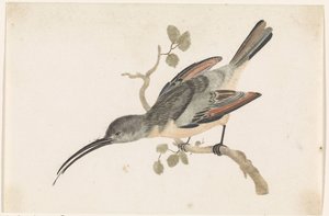 Colibrí en una rama a la izquierda de Anonymous
