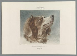 cabeza de un perro