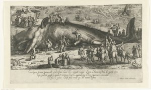 Copia de la ballena varada en Berckhey de 1598 cuando la ballena se encontraba en Ancona en 1601 Ritratto d