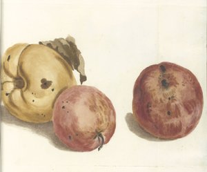 Membrillo y dos manzanas de Anonymous