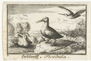 Paisaje con tres agachadizas Schneff, Ficédula. (título en el objeto) de Anonymous