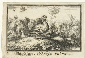 Paisaje con perdices Rab Hun, Perdix rubra. (título en el objeto) de Anonymous