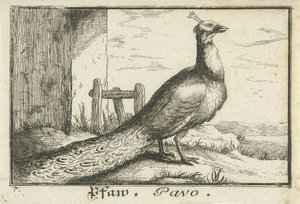 paisaje con pavo real Pfaw, Pavo (título sobre objeto) de Anonymous