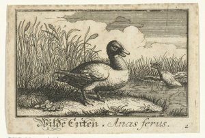Paisaje con pato salvaje Ents salvajes, Anas ferus. (título en el objeto) de Anonymous