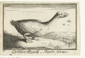 Paisaje con ganso salvaje Schnee Gans, Anfer ferus. (título en el objeto) de Anonymous