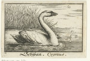 paisaje con cisne Schwan, Cygnus. (título en el objeto) de Anonymous