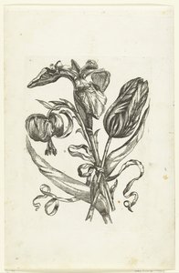 Lelie, iris y tulipán Nuevos iconos de flores (título de la serie) de Anonymous