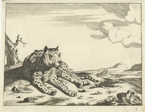 Leopardo acostado, visto de frente, piernas a la derecha de Anonymous