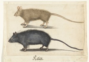 Ratón y rata de Anonymous