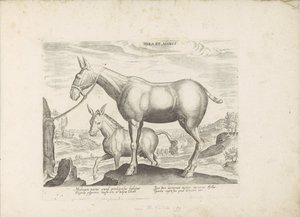 Muilezel en ezel Mula y burro (título sobre el objeto) Paardenrassen uit de Koninklijke stallen van Don Juan van Oostenrijk (título de la serie) Un caballo, en el que se encuentra el más noble de todos los tipos: un personaje distinguido de caballos de var de Anonymous