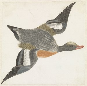 Wigeon volando a la derecha de Anonymous