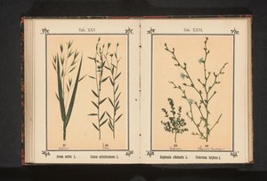 Ogentroost en wilde cichorei
Euphrasia officinalis L. Cichorium Intybus L. (título del objeto)
