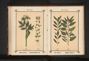 Rama de olivo y rama de almendro
Olea europaea L. Amygdalus communis L. (título del objeto)