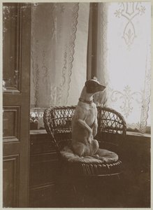 Perro sentado en una silla junto a una ventana