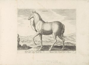 Paard enviado a Albany Albanus (título sobre el objeto) Paardenrassen uit de Koninklijke stallen van Don Juan van Oostenrijk (título de la serie) Un caballo, en el que se encuentra el más noble de todos los tipos: un carácter distinguido de caballos selecc