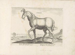 Paard envió a Armenia Armenio (título sobre objeto) Paardenrassen uit de Koninklijke stallen van Don Juan van Oostenrijk (título de la serie) Equile, en el que es el más noble de todos los tipos: un personaje distinguido de caballos de varias partes del mu