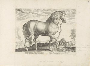 Paard envió Calabria Calaber (título sobre objeto) Paardenrassen uit de Koninklijke stallen van Don Juan van Oostenrijk (título de la serie) Equile, en el que es el más noble de todos los tipos: un personaje distinguido de caballos de varias partes del mun