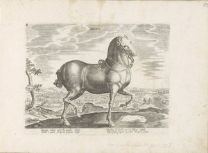 Paard enviado a Inglaterra Brito (título sobre objeto) Paardenrassen uit de Koninklijke stallen van Don Juan van Oostenrijk (título de la serie) Un caballo, en el que se encuentra el más noble de todos los tipos: un personaje distinguido de caballos de var