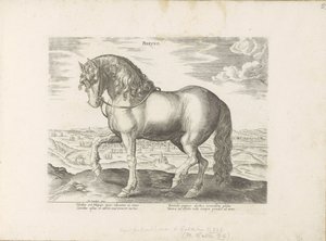 Paard envió a Frisia Phrysus (título sobre el objeto) Paardenrassen uit de Koninklijke stallen van Don Juan van Oostenrijk (título de la serie) Equile, en el que es el más noble de todos los tipos: un personaje distinguido de caballos de varias partes del 