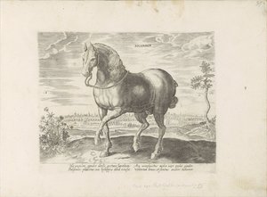 Paard envió a Gelre Sicamber (título sobre objeto) Paardenrassen uit de Koninklijke stallen van Don Juan van Oostenrijk (título de la serie) Un caballo, en el que se encuentra el más noble de todos los tipos: un personaje distinguido de caballos de varias 